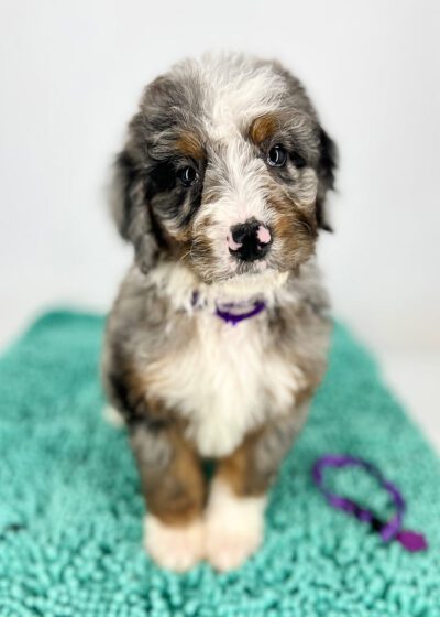 Micro Bernedoodle for sale at Double U Doodles