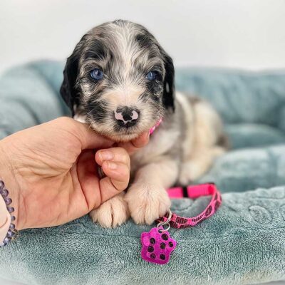 Micro Bernedoodle puppy