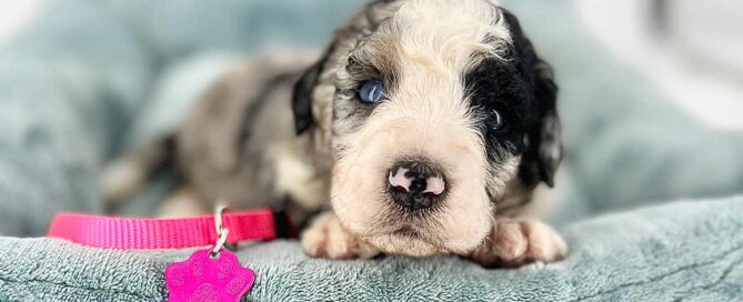Micro Bernedoodle laying down in a dog bed
