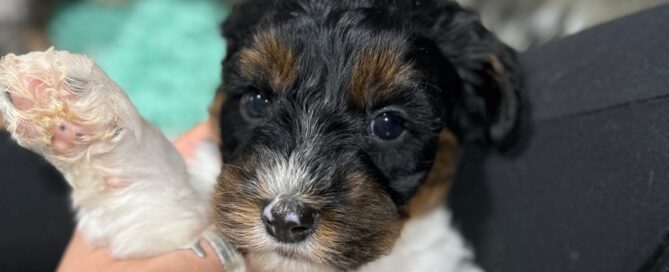 F1 Bernedoodle puppy with his paw in the air