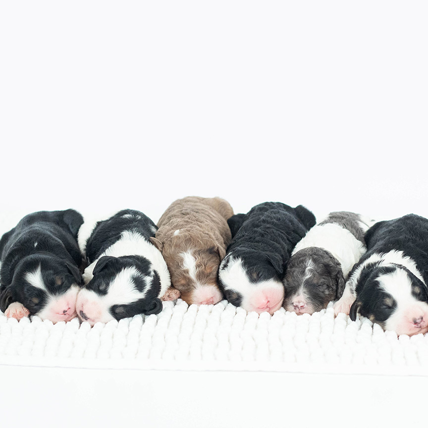IMG_7669 Sheepadoodle Puppies Snuggling Together