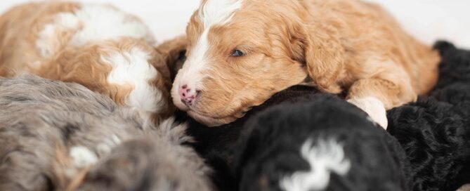 Mini Bernedoodles for sale at Double U Doodles