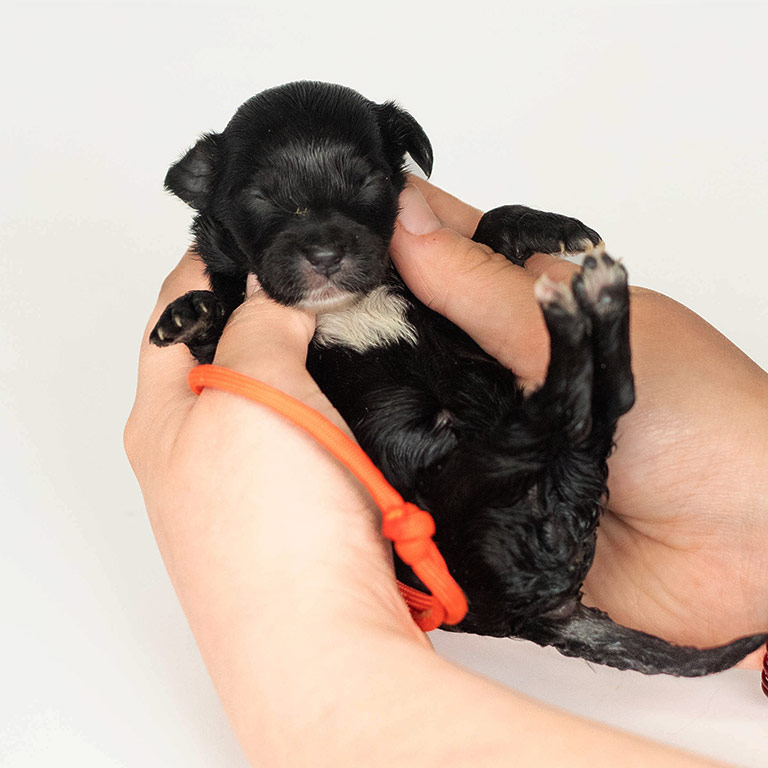 Black puppy being held in two hands