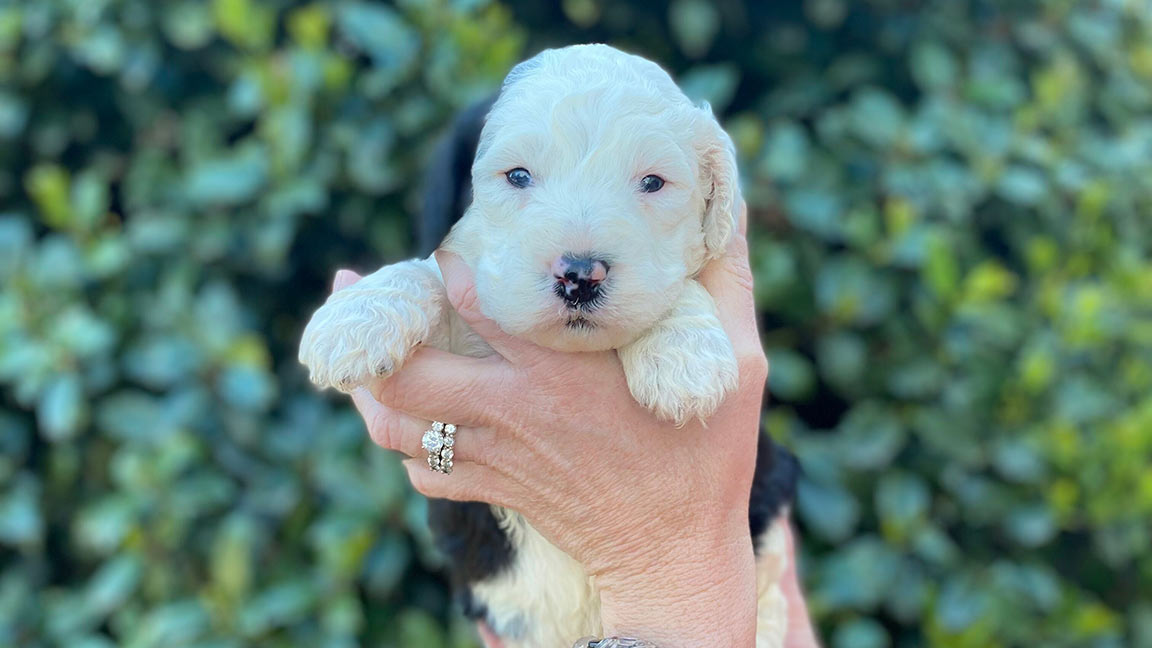 Puppy going through puppy socialization 