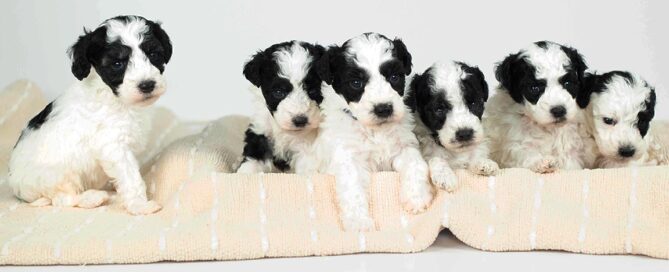 Mini Sheepadoodle puppies at Double U Doodles