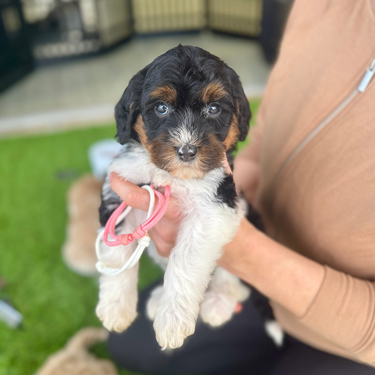 Woman getting her puppy ready for traveling with a Bernedoodle