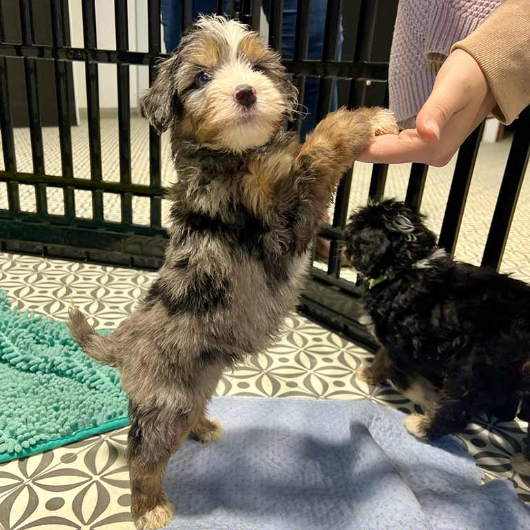 Bernedoodle standing up on his back legs