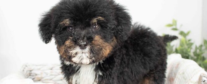 mini Bernedoodle puppy at Double U Doodles