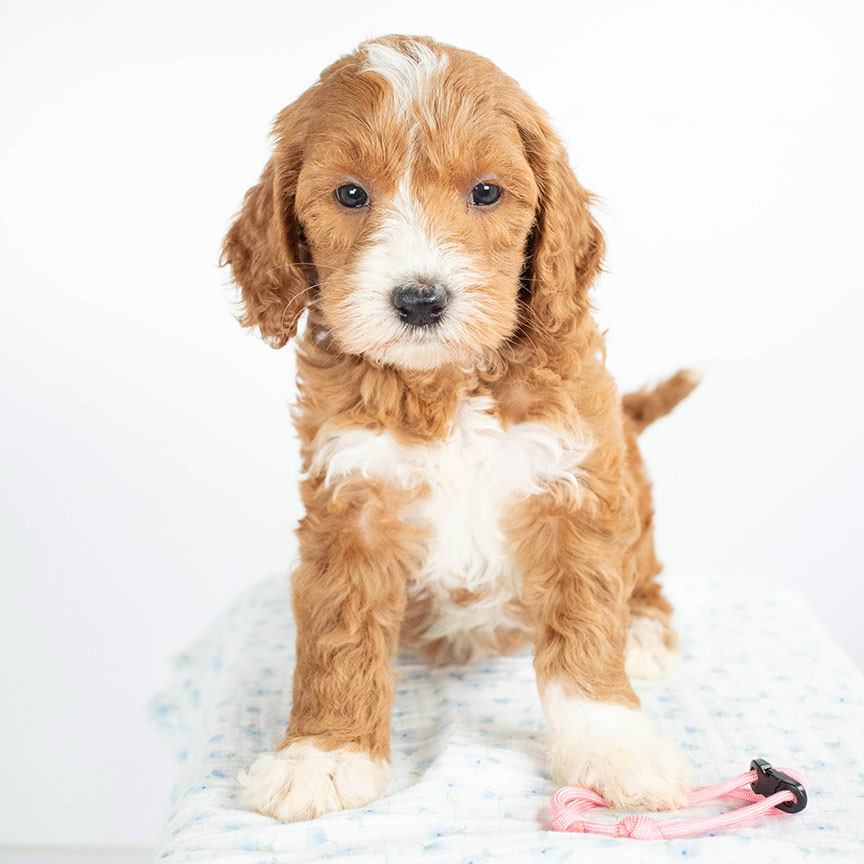 pink-girl Goldendoodle Puppies For Sale