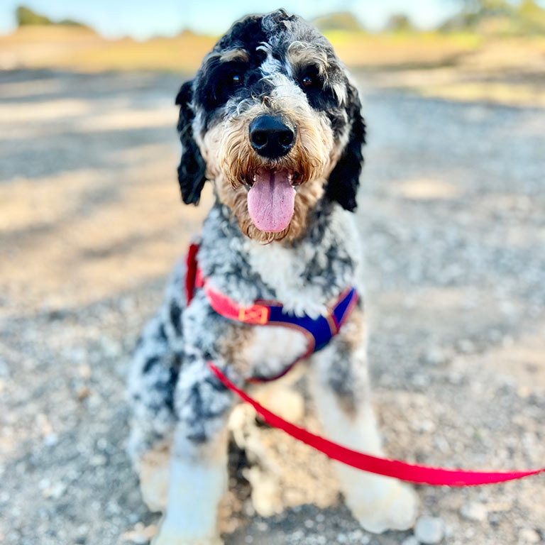 Adult Bernedoodle with solid potty training skills