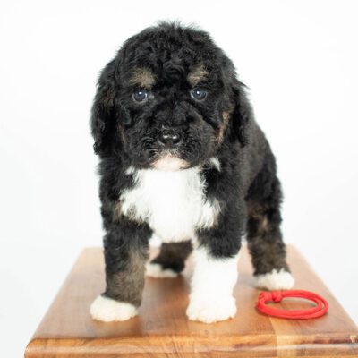 How to train a Bernedoodle puppy: Potty trained Bernedoodle puppy