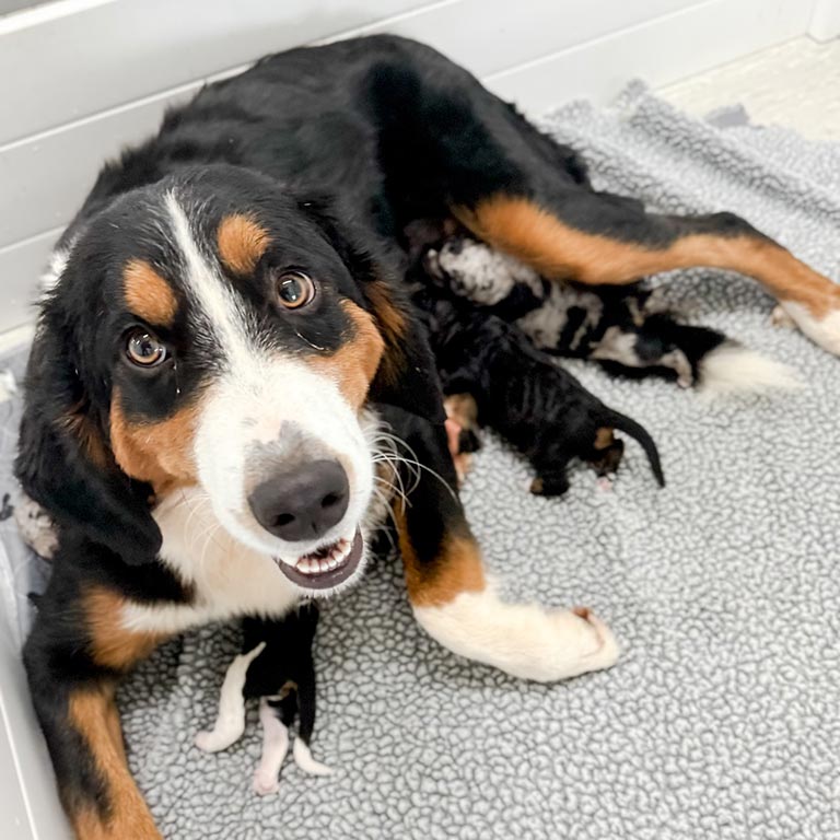 Bernedoodle mother with her puppies