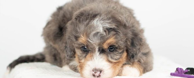 Bernedoodle puppy laying down on a white blanket