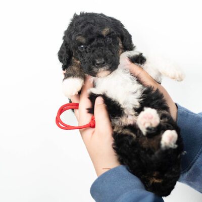 Mini Bernedoodle puppy at Double U Doodles, where puppies learn potty training early