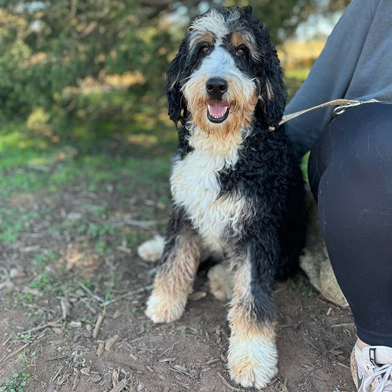 Adult Bernedoodle on a camping trip, standing next to a tent