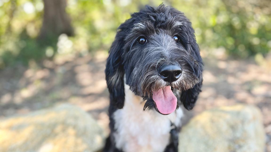 Healthy Bernedoodle playing outside