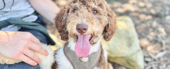 Bernedoodle dog at Double U Doodles