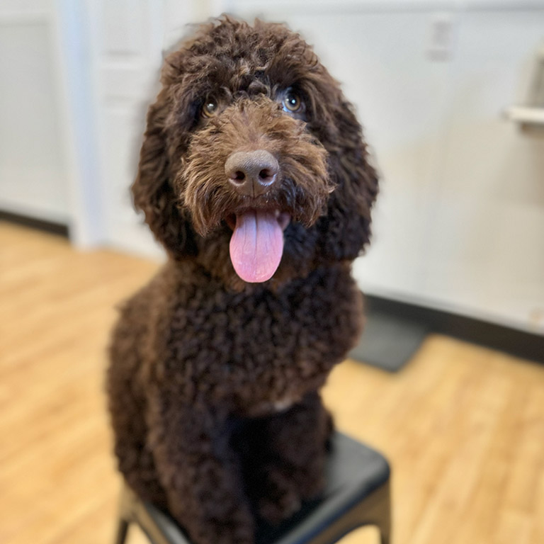 Adult doodle with his tongue out, calm after ear cleaning
