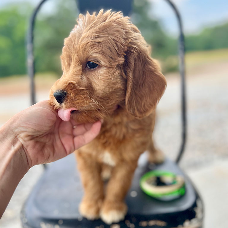 Puppy sitting on a chair, licking the trainer's hand