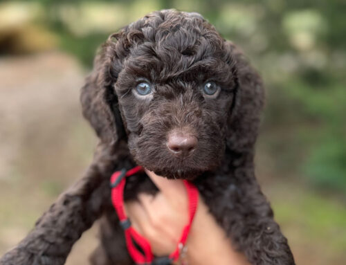 The Complete Ear Cleaning Guide for Dogs