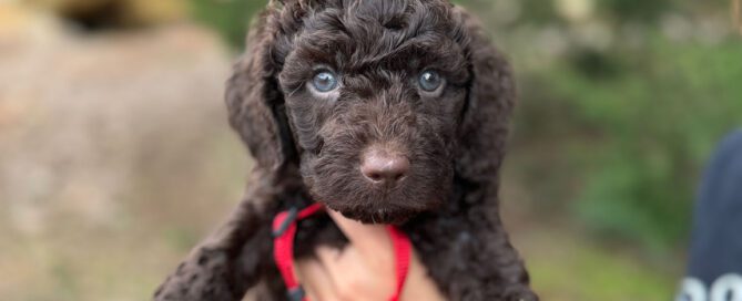 Black Boykindoodle puppy with a red collar