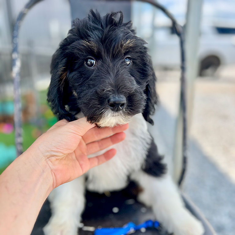 How to groom a Bernedoodle with Double U Doodles