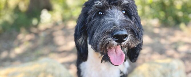 Bernedoodle with his tongue out