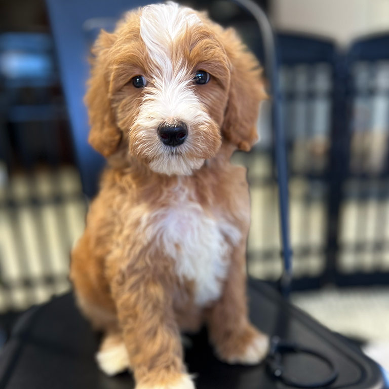 Goldendoodle dog