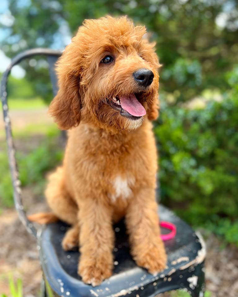 Trained puppy who does not chew on everything sitting on a black chair