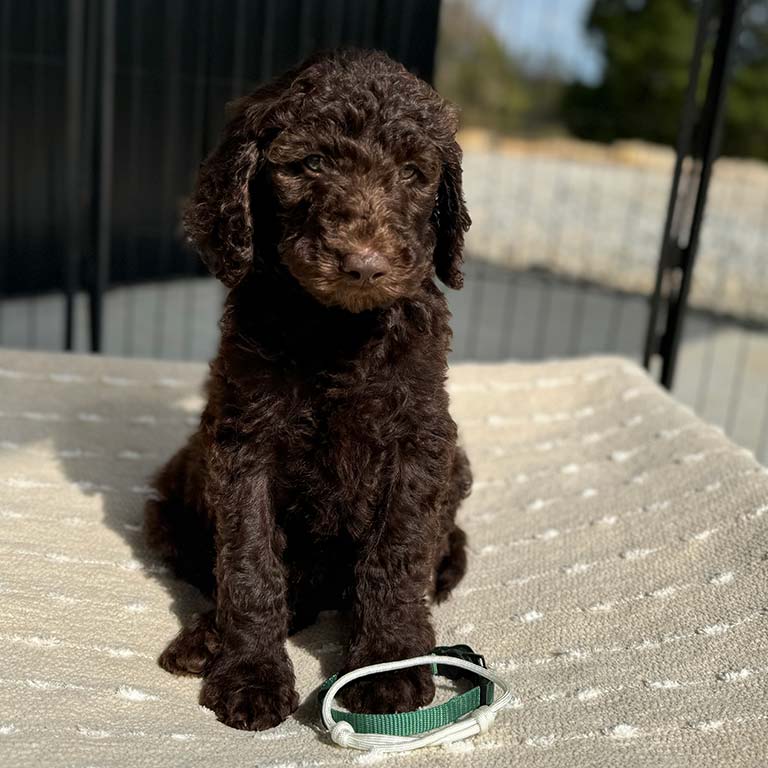 Dark brown Goldendoodle, How to Stop Your Dog from Chewing