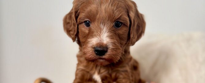 Puppy for sale at Double U Doodles