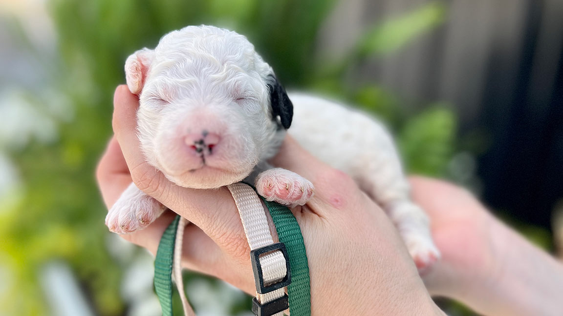 How to Tell If Your Dog Is in Pain? Healthy newborn puppy