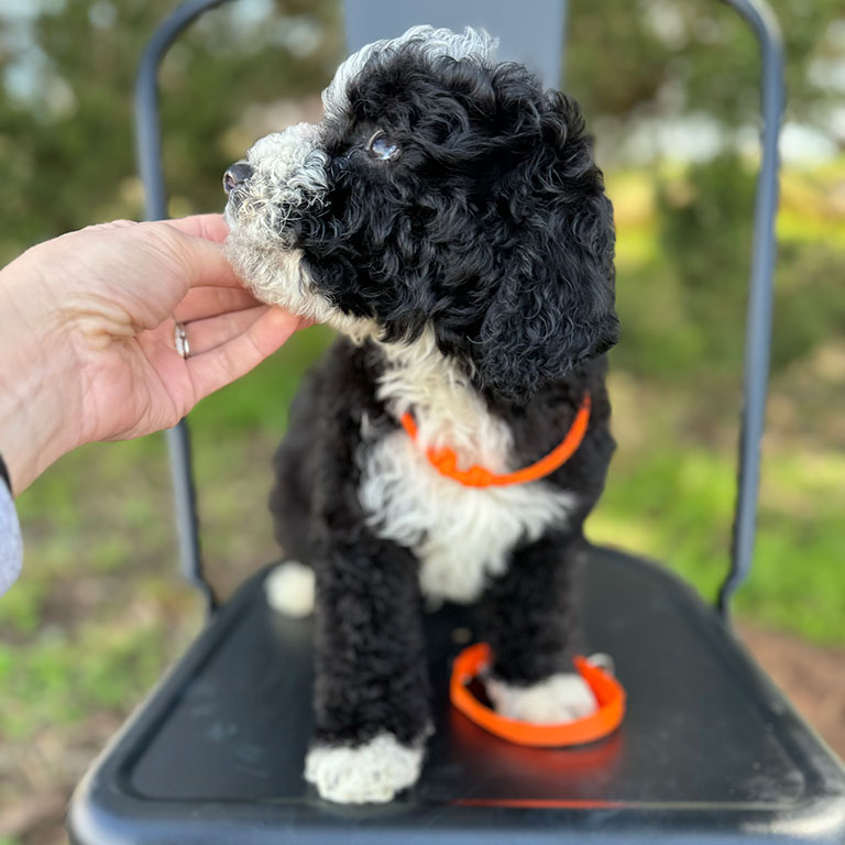 Black and white dog with an orange leash