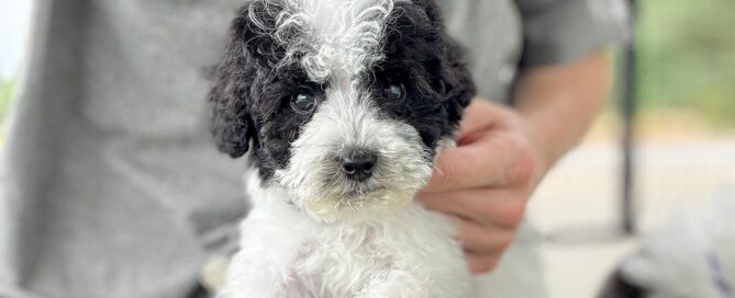 Sheepadoodle puppy for sale at Double U Doodles
