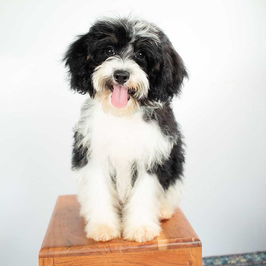 IMG_6524 Sheepadoodle Puppies