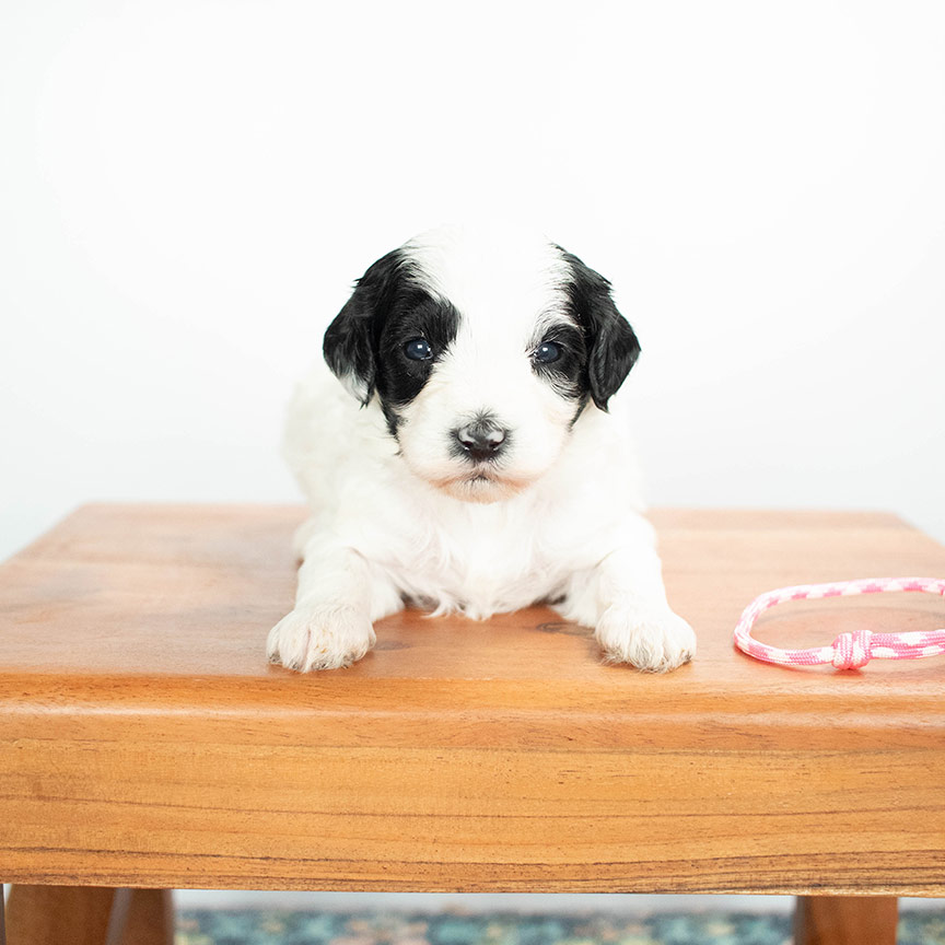 Mini Sheepadoodle Puppy