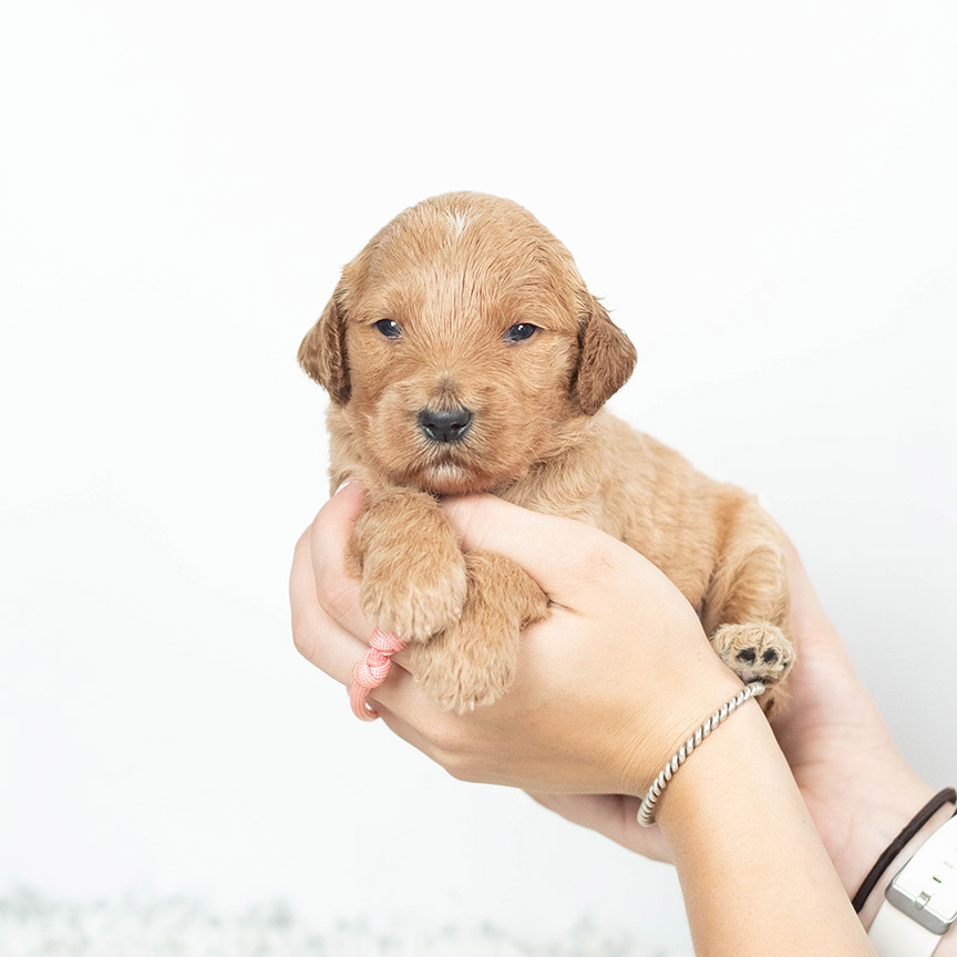 IMG_7925 Goldendoodle Puppies