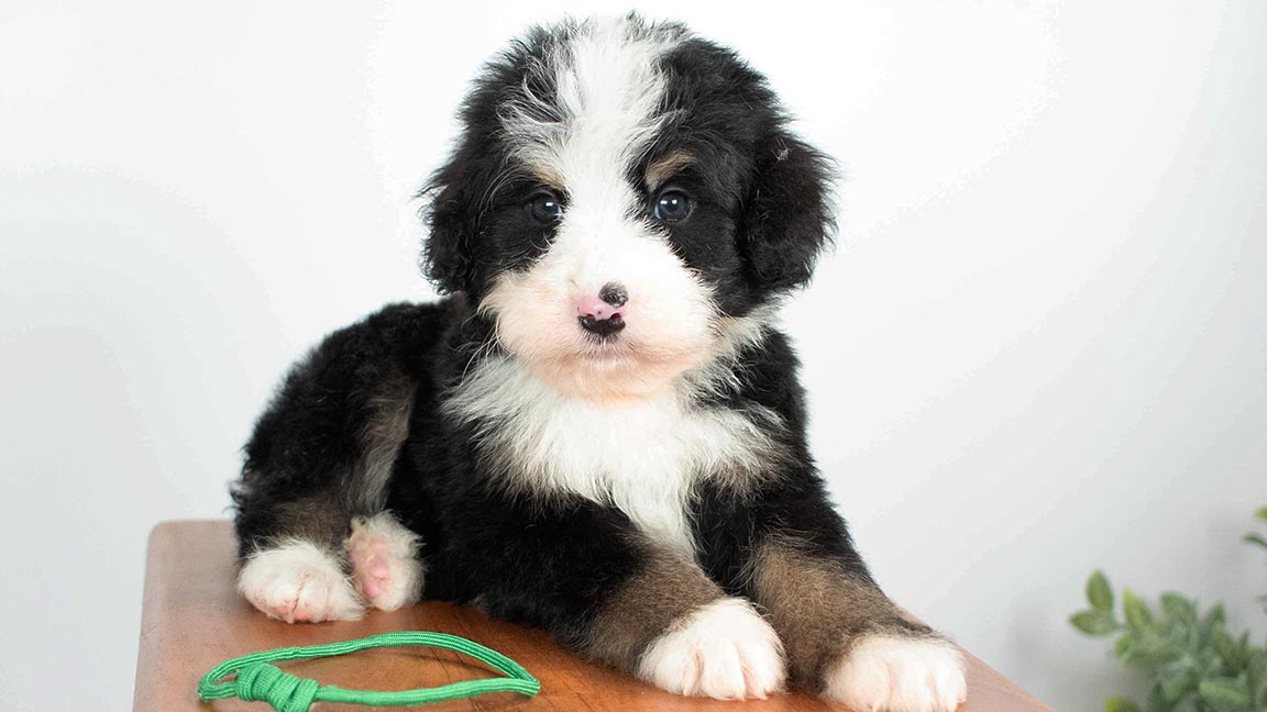 Mini Bernedoodle for sale at Double U Doodles