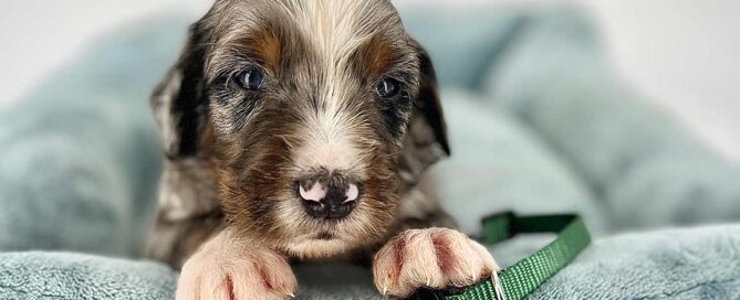 Mini Bernedoodle vs Mini Sheepadoodle: Mini Bernedoodle puppy in a dog bed