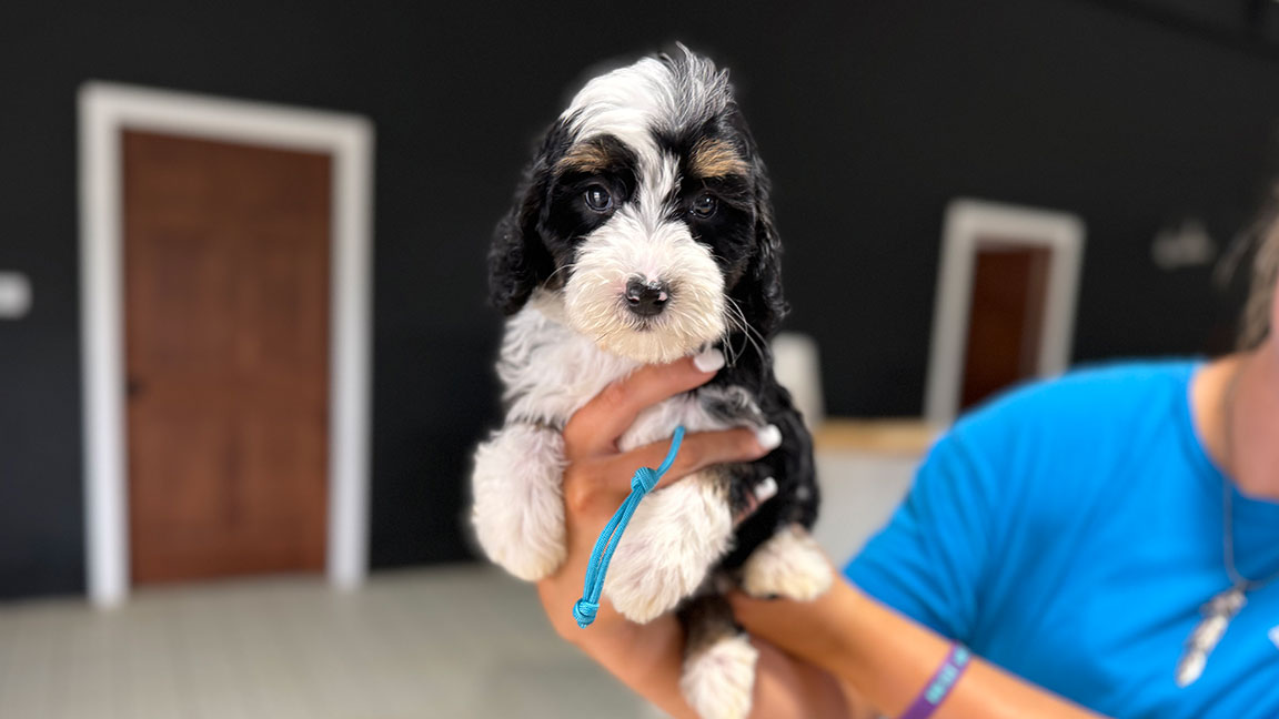 Bernedoodle puppy 
