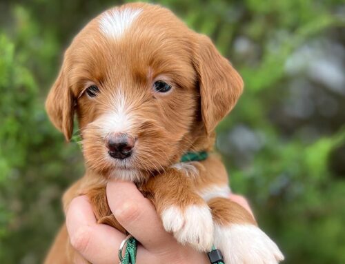 The Benefits of Positive Reinforcement for Dog Training