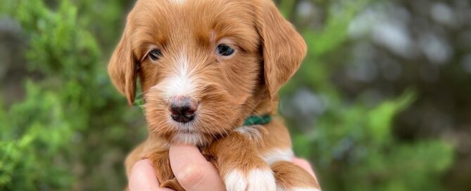 Puppy at Double U Doodles trained with positive reinforcement training