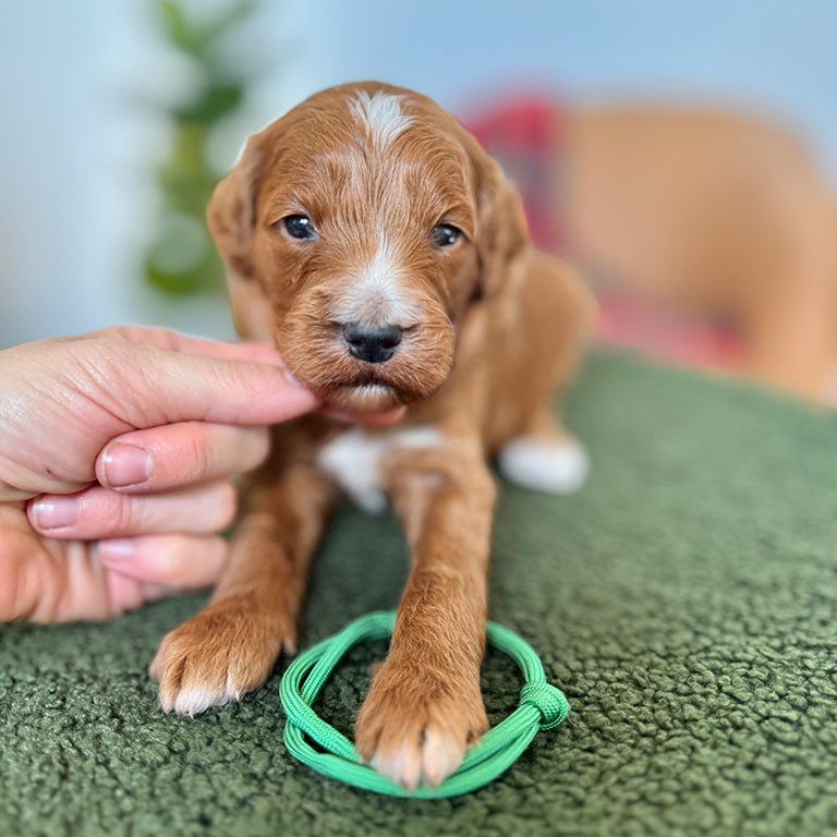 Goldendoodle puppy for sale at Double U Doodles