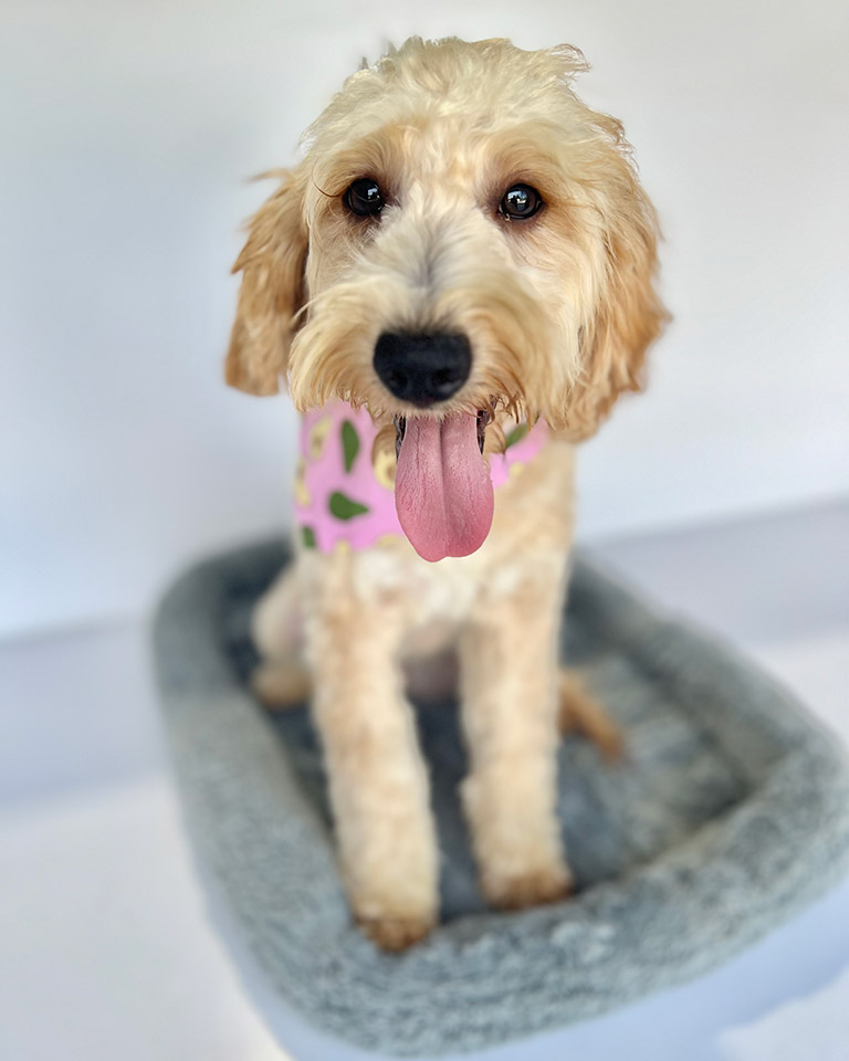Adult Goldendoodle sitting in his dog bed