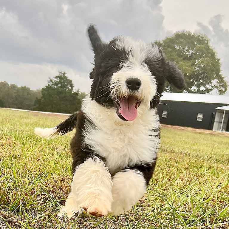 Puppy running in the grass