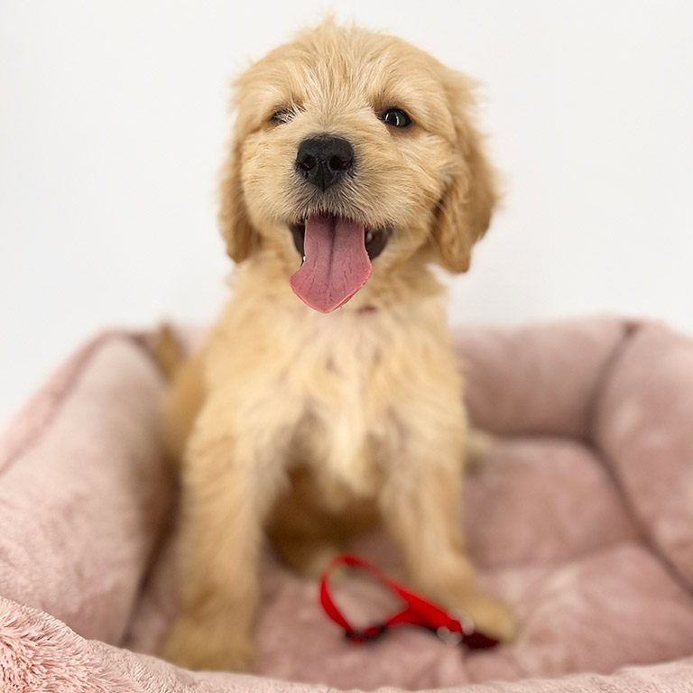 Goldendoodle puppy sitting in his dog bed with his tongue out