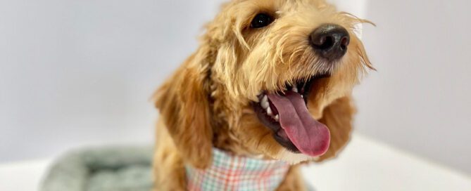 Why Do Dogs Bark So Much? Goldendoodle barking