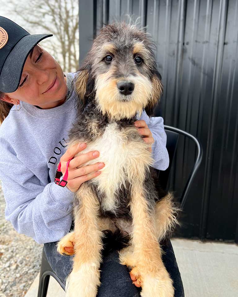 Trainer at Double U Doodles holding an adult Bernedoodle on her laps
