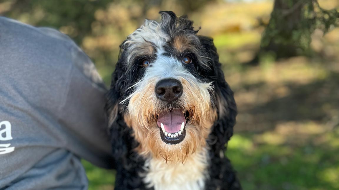Bernedoodle with healthy teeth