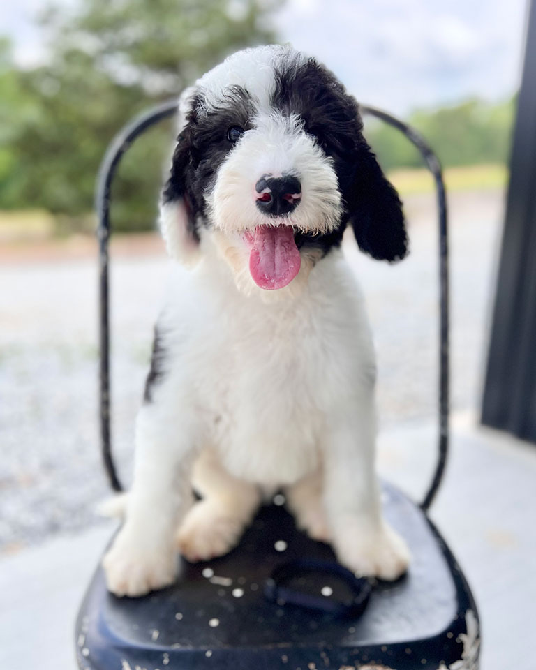 Puppy with good dog dental care sitting on a black chair